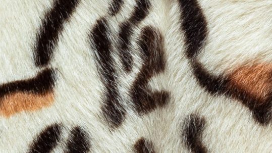 Décoration léopard : 15 manières d'adopter cette tendance