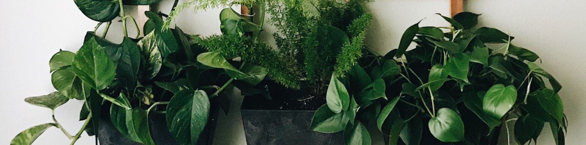 plantes